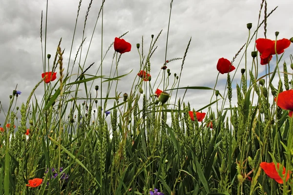 Granen veld. — Stockfoto