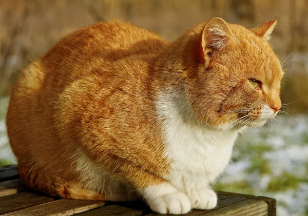 Röd katt赤い猫. — ストック写真