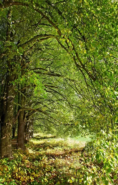 Lime tree avenue. — Stockfoto