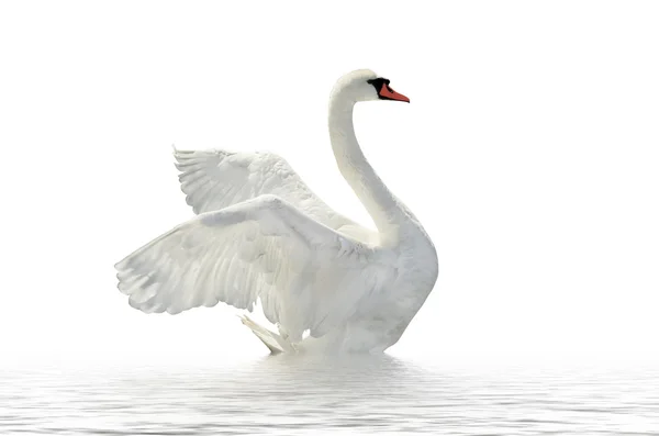 Weißer Schwan. — Stockfoto