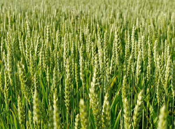 Tierras cultivadas . — Foto de Stock