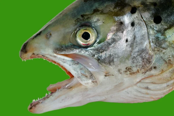 Естественная голова лосося . — стоковое фото