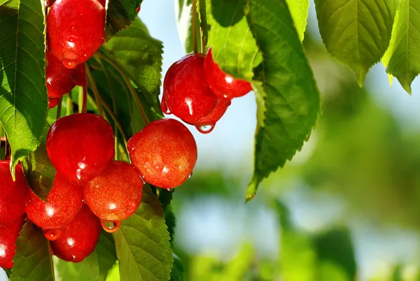 Cherry bomen. — Stockfoto