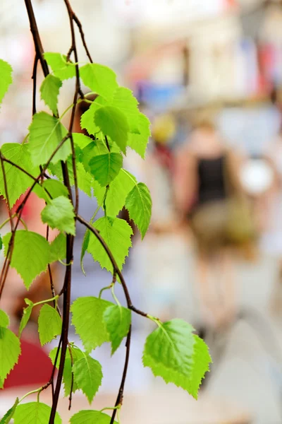 Våren i cracow. — Stockfoto