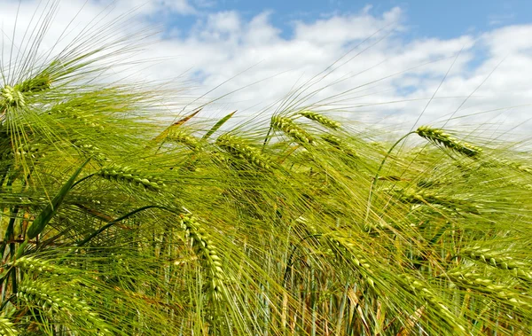 Barley field. — Stock Photo, Image