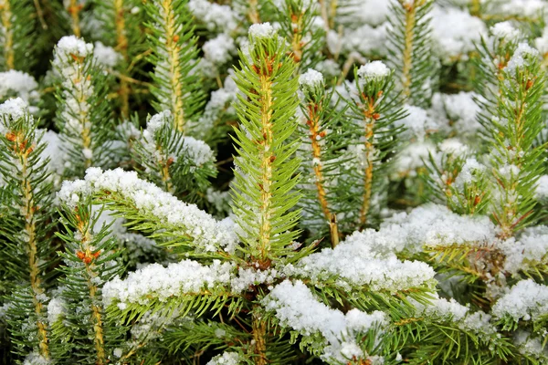 Unga trä. — Stockfoto