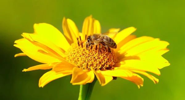 Včela na květu. — Stock fotografie