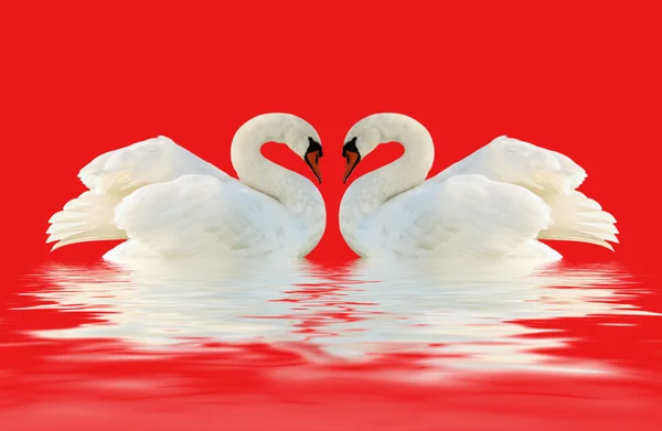 White swans. — Stock Photo, Image