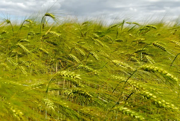 Campo de cereales . —  Fotos de Stock