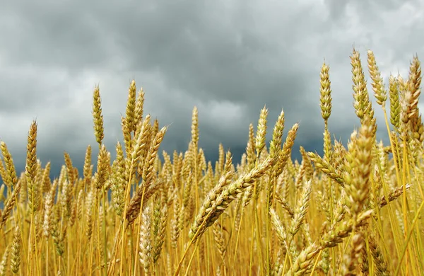 Cereal field. — Stock Photo, Image