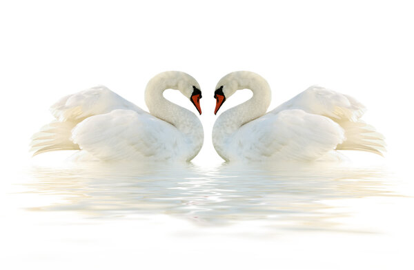 White swans.