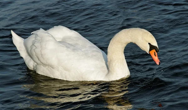 Zwanen op het meer. — Stockfoto