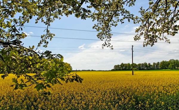 Campo de canola . —  Fotos de Stock