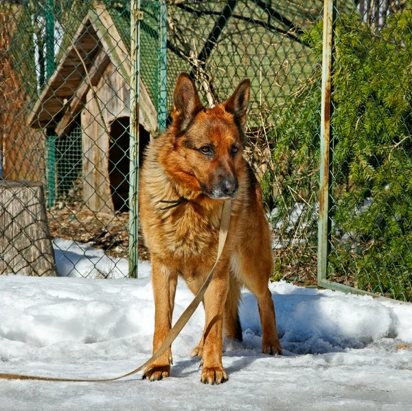 Çoban köpeği dışarı. — Stok fotoğraf