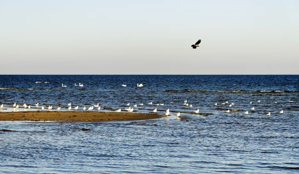 Pássaros no mar . — Fotografia de Stock