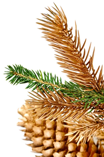 Twijgen van fir tree. — Stockfoto