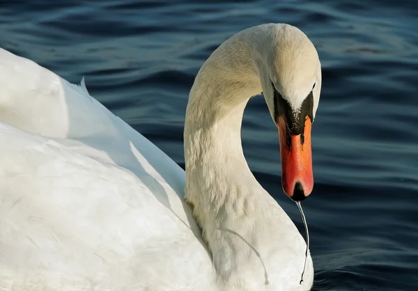 Cisne bebendo . — Fotografia de Stock