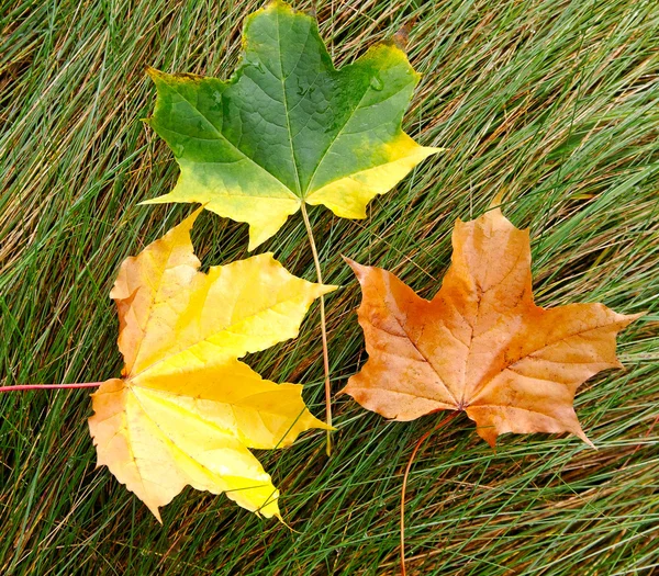 Foglie sull'erba . — Foto Stock