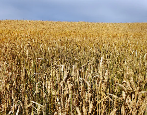 Gewitterwolke und Feld. — Stockfoto