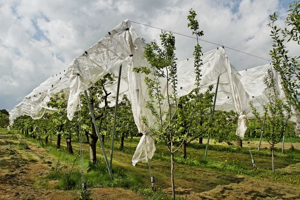 Yard of cherry- trees. — Stock Photo, Image