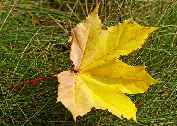 Leaf on the grass. — Stock Photo, Image