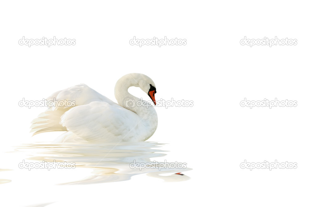 White swan.