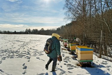 apiarist kış sezonu.