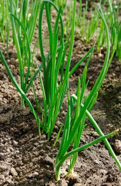 soğan büyüyen.