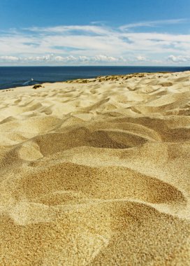 curonian tükürüğü.