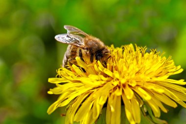 Sarı karahindiba üzerinde arı.