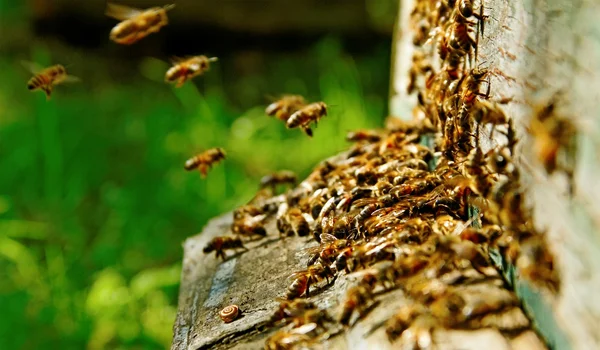 Bienen am Bienenstock. — Stockfoto