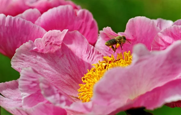 Pink peony flower. — Stock Photo, Image