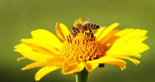 Μέλισσα στο λουλούδι. — Φωτογραφία Αρχείου