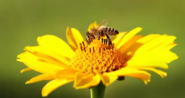 Ape sul fiore. — Foto Stock