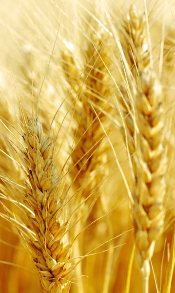 Campo di grano. — Foto Stock