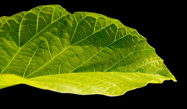 Grönt blad. — Stockfoto