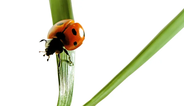 Ladybird. — Stockfoto