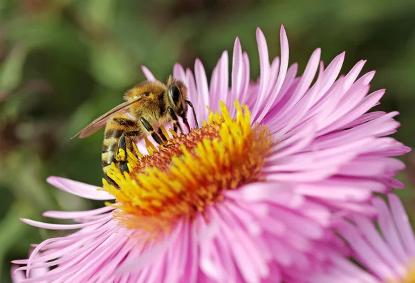 Bee op de aster. — Stockfoto