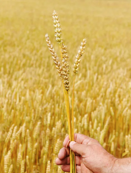 Ripe pikes. — Stock Photo, Image