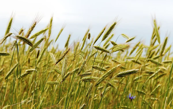 Campo de cereales . — Foto de Stock