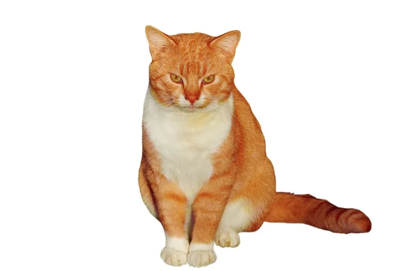 Red cat. — Stock Photo, Image