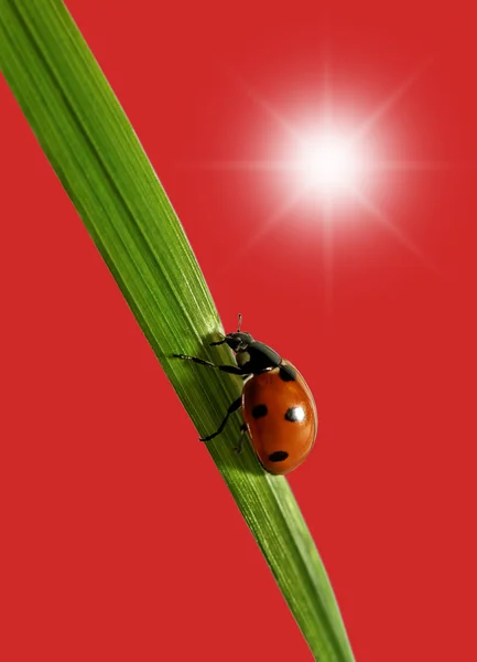 Mariquita en la hierba . — Foto de Stock