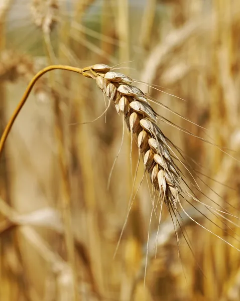 Campo de trigo. — Fotografia de Stock