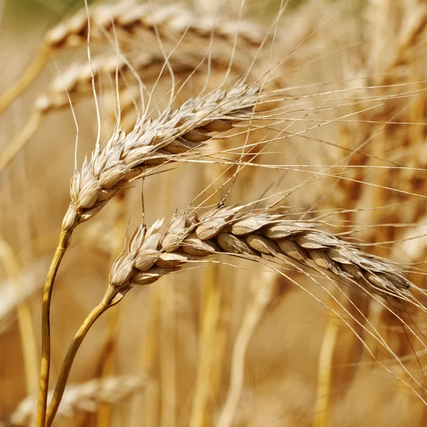 Campo de trigo. — Fotografia de Stock