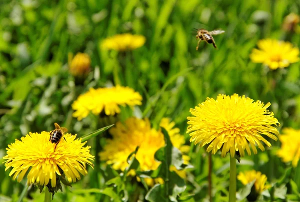 Bijen werken op het veld. — Stockfoto