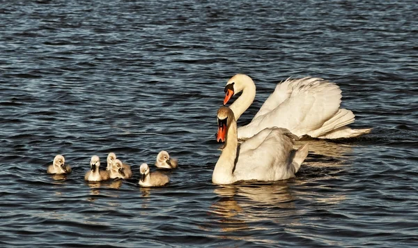 Swans with cygnets. — Stock Photo, Image