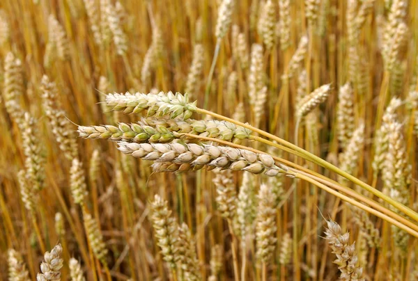 Wheat field. — Stock Photo, Image