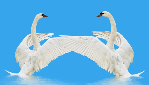 Cisnes en el agua. — Foto de Stock