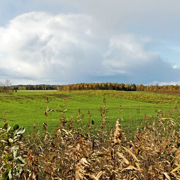 Grüne Wiese. — Stockfoto