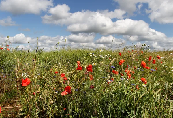 Campo de trigo. — Fotografia de Stock